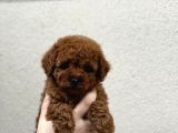 Poodle Yavrularimiz Hazir