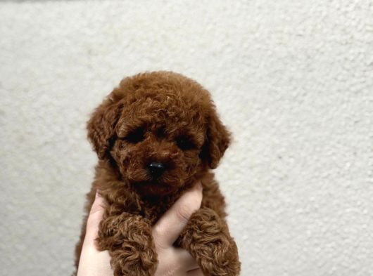 Poodle Yavrularimiz Hazir görsel