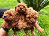 POODLE YAVRULARIMIZ HAZIR