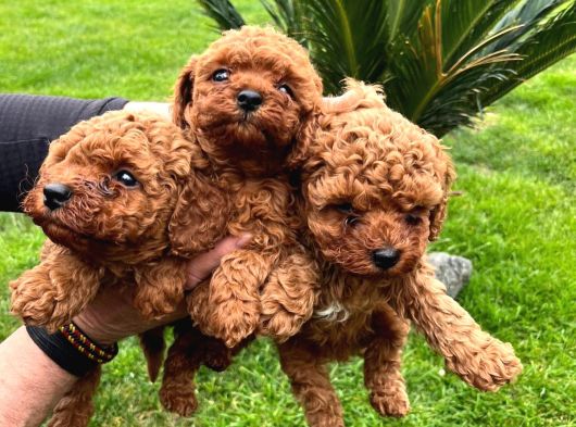 Poodle Yavrularimiz Hazir