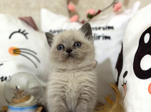 Safkan Blue Point Yavrularımız Yeni Sahiplerini Arıyor