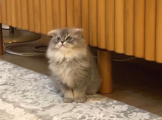 British Golden Tabby Longhair görsel