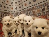 Kar Beyaz Samoyed Yavrular