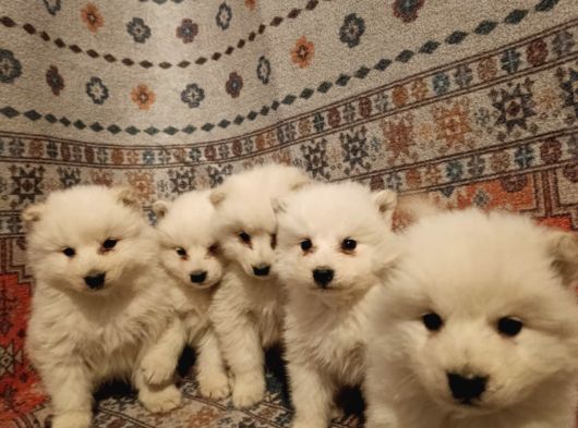 Kar Beyaz Samoyed Yavrular görsel