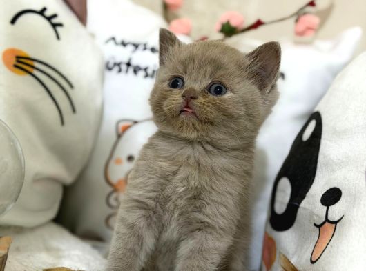 Safkan Lilac Yavruları Yeni Sahibini Arıyor görsel