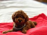 Poodle Yavrularimiz Hazir