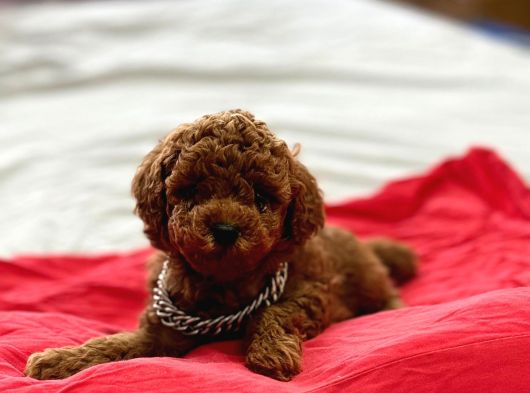 Poodle Yavrularimiz Hazir görsel