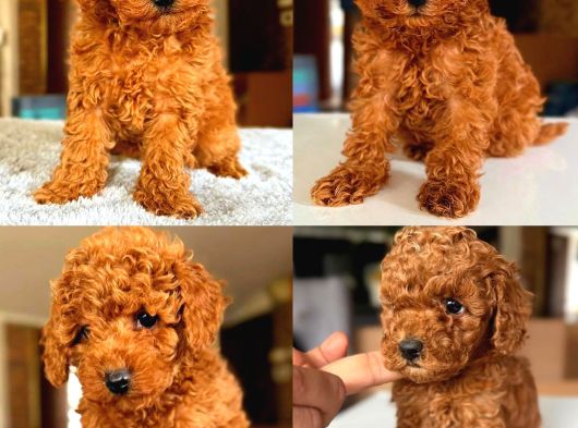 Poodle Yavrularimiz Hazir görsel