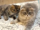 British Golden Tabby Longhair