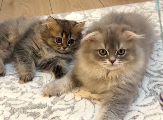 British Golden Tabby Longhair görsel
