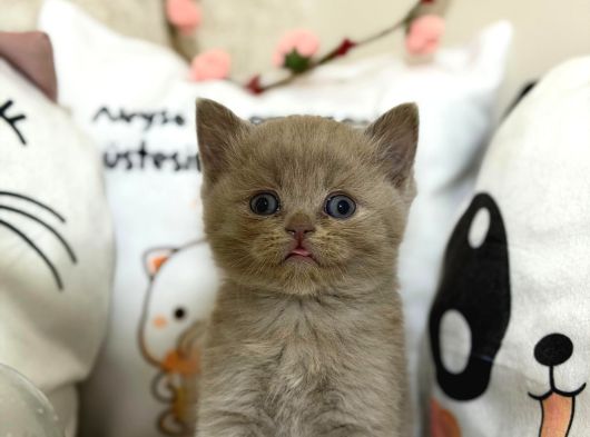 Safkan Lilac Yavruları Yeni Sahibini Arıyor görsel