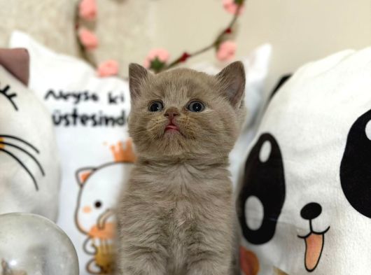 Safkan Lilac Yavruları Yeni Sahibini Arıyor