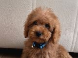 2 AYLIK SAFKAN TOY POODLE