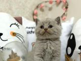Safkan Lilac Yavrularımız Yeni Sahibini Arıyor