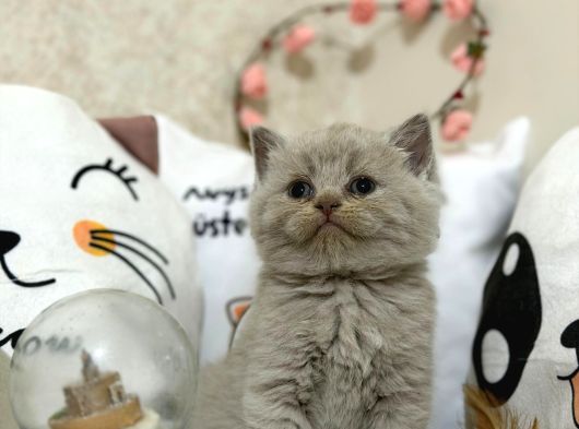 Safkan Lilac Yavrularımız Yeni Sahibini Arıyor görsel