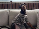Safkan doberman oğlumuz