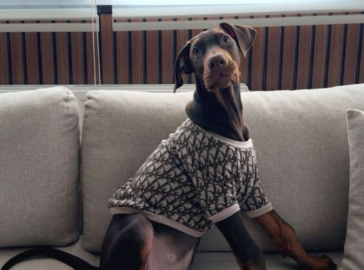 Safkan Doberman Oğlumuz