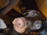 Safkan Doberman Oğlumuz