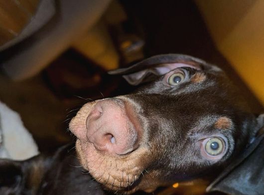 Safkan Doberman Oğlumuz görsel