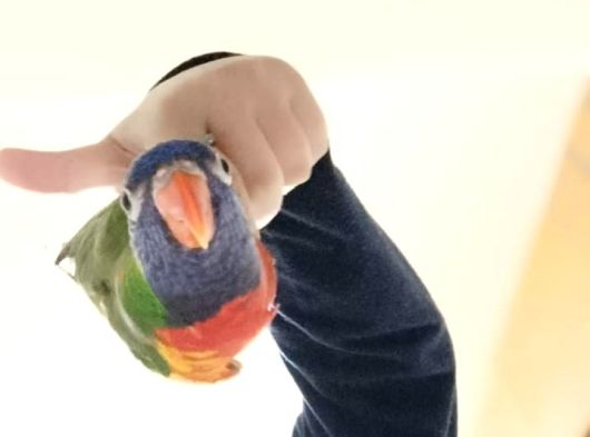 Tesli̇me Hazir Mükemmel Bi̇r Lori̇ Eği̇ti̇mli̇ görsel