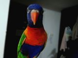 TESLİME HAZIR MÜKEMMEL BİR LORİ EĞİTİMLİ