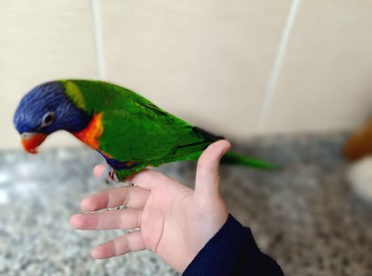 Tesli̇me Hazir Mükemmel Bi̇r Lori̇ Eği̇ti̇mli̇ görsel