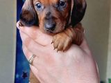A Kalite Sosis Köpek Yavrularımız