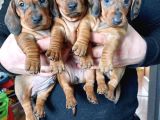A Kalite Sosis Köpek Yavrularımız