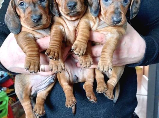 A Kalite Sosis Köpek Yavrularımız görsel