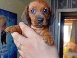 A Kalite Sosis Köpek Yavrularımız
