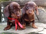 A kalite sosis köpek yavrularımız