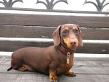 A Kalite Sosis Köpek Yavrularımız