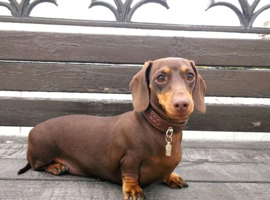 A Kalite Sosis Köpek Yavrularımız görsel