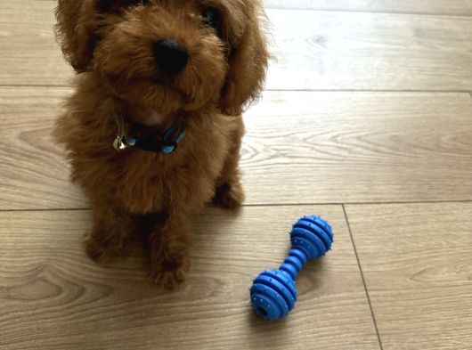 2 Aylik Safkan Toy Poodle görsel