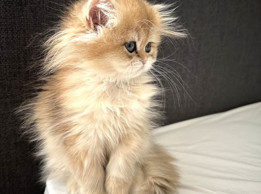 British Longhair Golden görsel