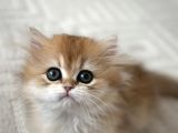 British Longhair Golden