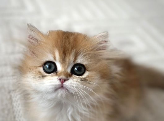 British Longhair Golden görsel