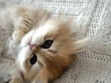British Longhair Golden