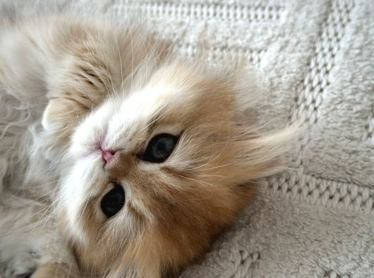 British Longhair Golden görsel