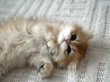 British longhair golden