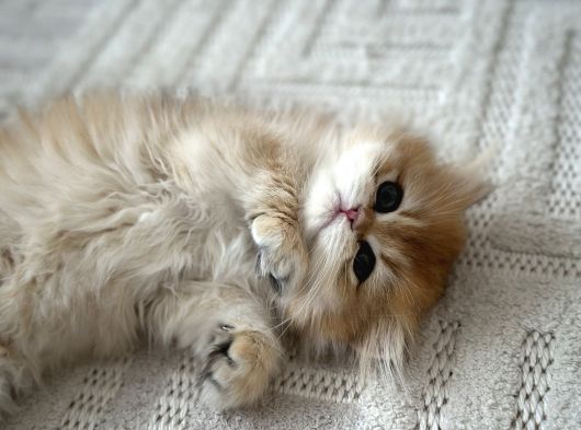 British Longhair Golden