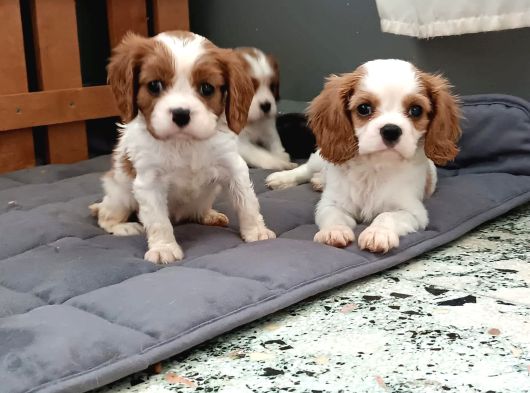 Gerçek King Charles Yavruları görsel