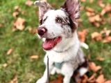 9 Aylik Eği̇ti̇mli̇ Border Collie