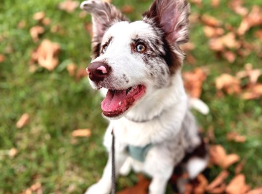 9 Aylik Eği̇ti̇mli̇ Border Collie görsel