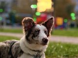 9 Aylik Eği̇ti̇mli̇ Border Collie