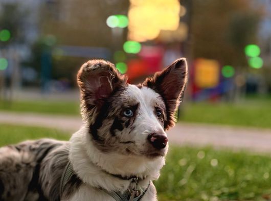 9 Aylik Eği̇ti̇mli̇ Border Collie görsel