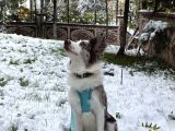 9 Aylik Eği̇ti̇mli̇ Border Collie