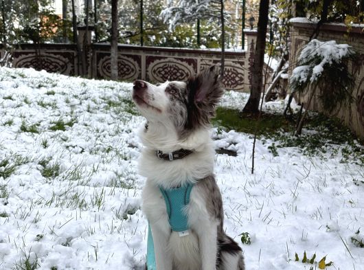 9 Aylik Eği̇ti̇mli̇ Border Collie görsel