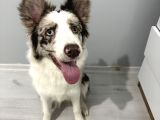 9 Aylik Eği̇ti̇mli̇ Border Collie