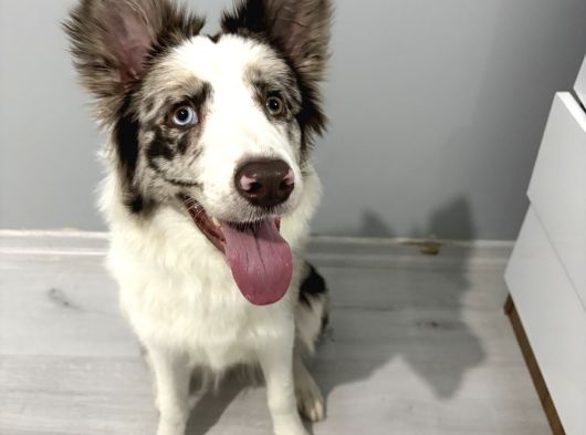 9 Aylik Eği̇ti̇mli̇ Border Collie görsel